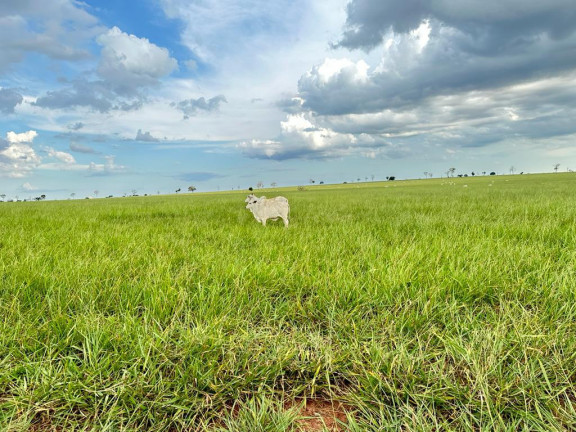 Imagem Fazenda à Venda, 5.793 m² em Rural - Nova Andradina