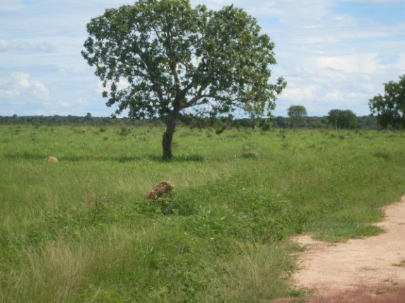 Imagem Imóvel à Venda, em Região Do Araguaia Xingu - São Félix Do Araguaia Imagem Imóvel à Venda, em Região Do Araguaia Xingu - São Félix Do Araguaia