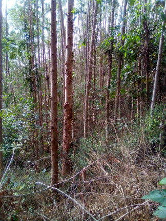 Imagem Terreno à Venda, 1 m² em Parque Santo Antônio - Jacareí Imagem Terreno à Venda, 1 m² em Parque Santo Antônio - Jacareí