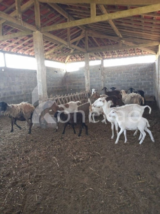 Imagem Chácara com 6 Quartos à Venda, 200 m² em Santa Joana - Santa Branca Imagem Chácara com 6 Quartos à Venda, 200 m² em Santa Joana - Santa Branca