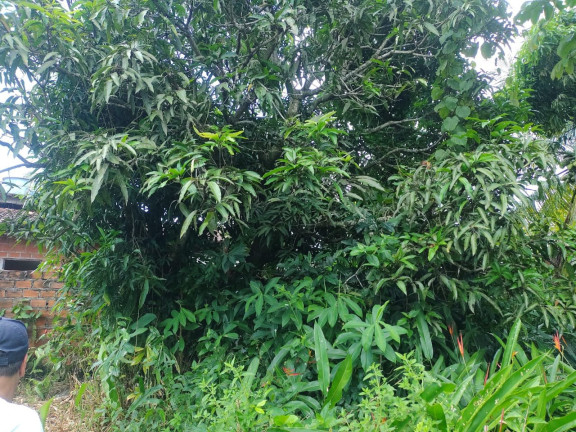 Imagem Terreno à Venda, 504 m² em Vera Cruz Imagem Terreno à Venda, 504 m² em Vera Cruz