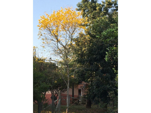Imagem Imóvel com 6 Quartos à Venda, 1.500 m² em Zona Rural - Joanópolis