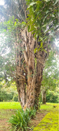Imagem Fazenda à Venda, 2 m² em área Rural De Luziânia - Luziânia Imagem Fazenda à Venda, 2 m² em área Rural De Luziânia - Luziânia