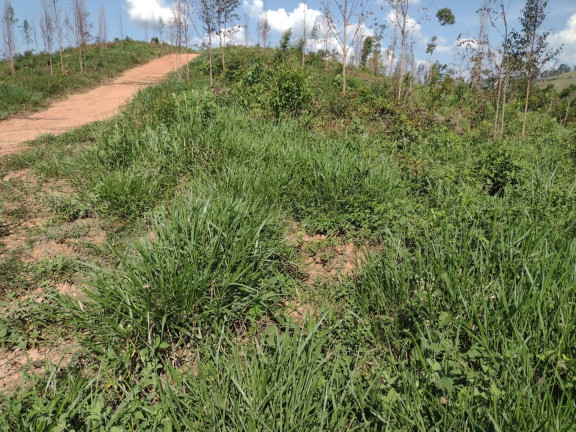 Imagem Fazenda à Venda, 100 m² em Centro - Guaratinguetá Imagem Fazenda à Venda, 100 m² em Centro - Guaratinguetá