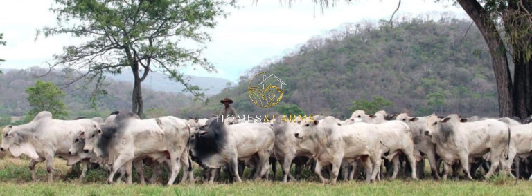 Imagem Imóvel com 3 Quartos à Venda, 135.000 m² em Zona Rural - São Miguel Do Araguaia Imagem Imóvel com 3 Quartos à Venda, 135.000 m² em Zona Rural - São Miguel Do Araguaia