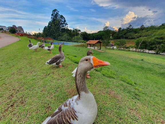 Imagem Terreno à Venda, 387 m² em Itupeva
