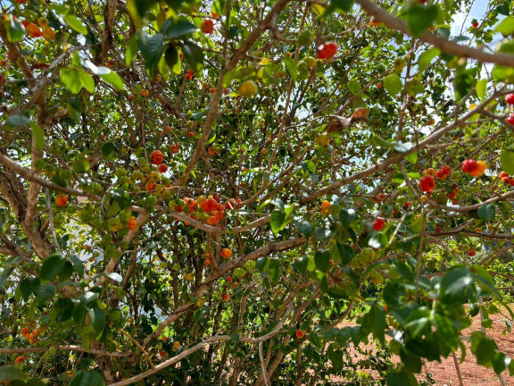 Imagem Chácara com 4 Quartos à Venda, 1 m² em Estrada Do Sol - Igarapé Imagem Chácara com 4 Quartos à Venda, 1 m² em Estrada Do Sol - Igarapé