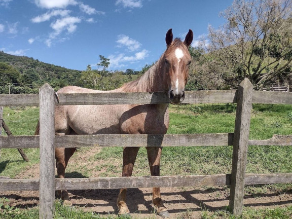 Imagem Fazenda à Venda, 100 m² em Zona Rural - Itamonte