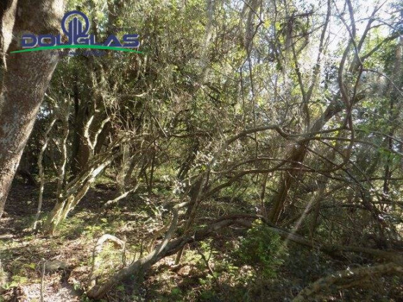 Imagem Chácara à Venda, 20.000 m² em águas Claras - Viamão