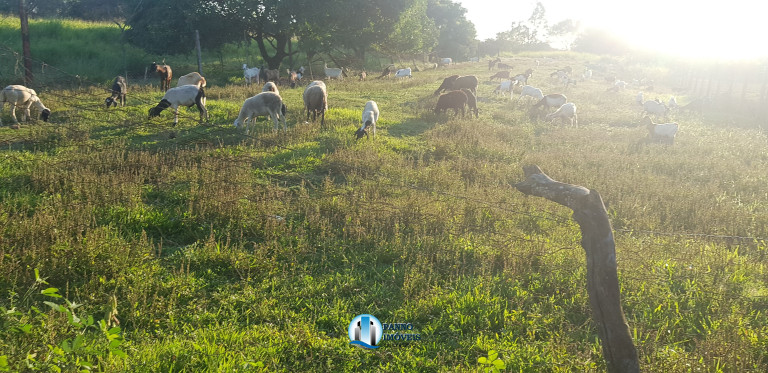 Imagem Imóvel com 2 Quartos à Venda, 110 m² em Capivari - Duque De Caxias