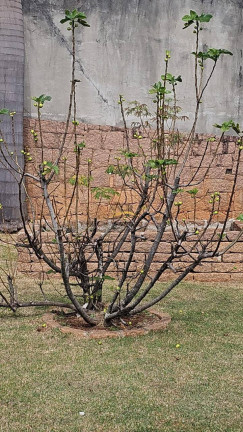 Imagem Casa de Condomínio com 4 Quartos à Venda, 2.500 m² em Parque Dos Resedás - Itupeva Imagem Casa de Condomínio com 4 Quartos à Venda, 2.500 m² em Parque Dos Resedás - Itupeva