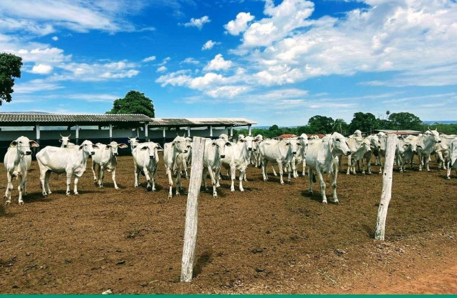 Imagem Fazenda à Venda, 1 m² em Centro - Formosa