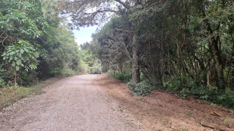 Imagem Chácara à Venda, 9.000 m² em São Luiz Do Purunã - Balsa Nova