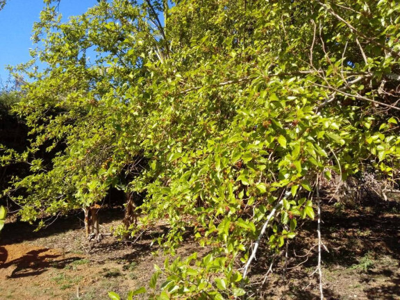 Imagem Chácara com 4 Quartos à Venda, 300 m² em Jardim São Felipe - Atibaia Imagem Chácara com 4 Quartos à Venda, 300 m² em Jardim São Felipe - Atibaia