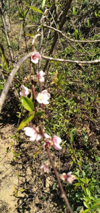 Imagem Chácara à Venda, 2 m² em Briet Catuçaba - São Luíz Do Paraitinga Imagem Chácara à Venda, 2 m² em Briet Catuçaba - São Luíz Do Paraitinga