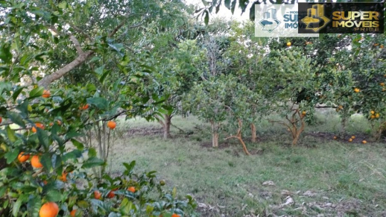 Imagem Imóvel com 2 Quartos à Venda, 260.000 m² em Centro - Piratini
