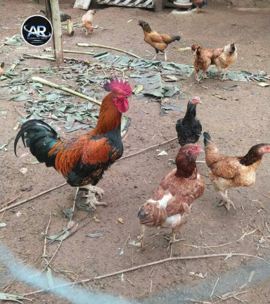 Chácara com 3 Quartos à Venda, 18 m² em Zona Rural - Jarinu