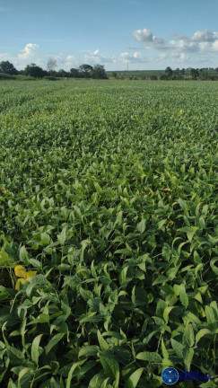 Imagem Fazenda à Venda, 500 m² em Zona Rural - Peixe Imagem Fazenda à Venda, 500 m² em Zona Rural - Peixe