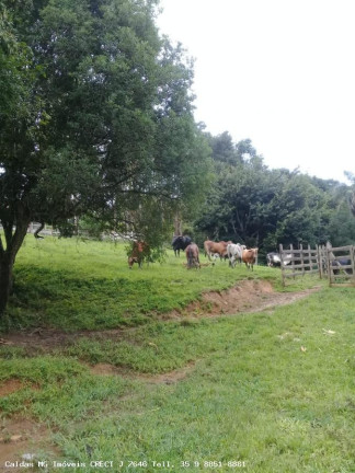 Imagem Chácara à Venda, 44.800 m² em Santo Antônio De Caldas - Caldas Imagem Chácara à Venda, 44.800 m² em Santo Antônio De Caldas - Caldas