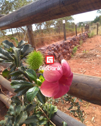 Imagem Imóvel com 2 Quartos à Venda, 2.750 m² em Bocaiuva - Montes Claros Imagem Imóvel com 2 Quartos à Venda, 2.750 m² em Bocaiuva - Montes Claros