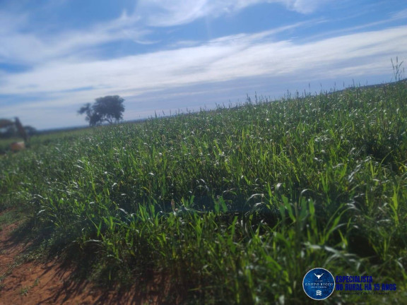 Imagem Fazenda à Venda, 219 m² em Zona Rural - Montes Claros De Goiás Imagem Fazenda à Venda, 219 m² em Zona Rural - Montes Claros De Goiás