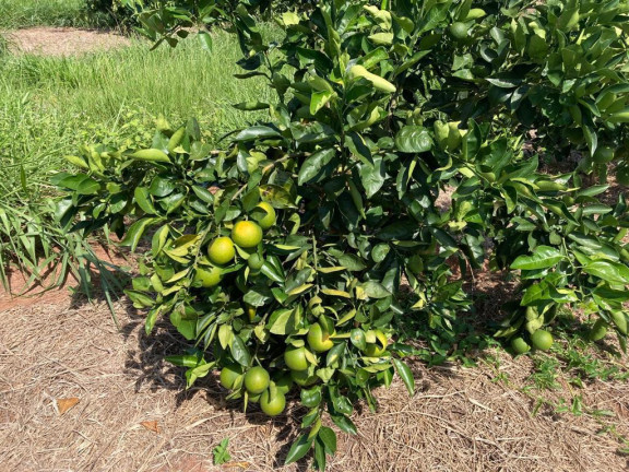 Imagem Fazenda à Venda, 121 m² em Rio Pardo - águas De Santa Bárbara Imagem Fazenda à Venda, 121 m² em Rio Pardo - águas De Santa Bárbara