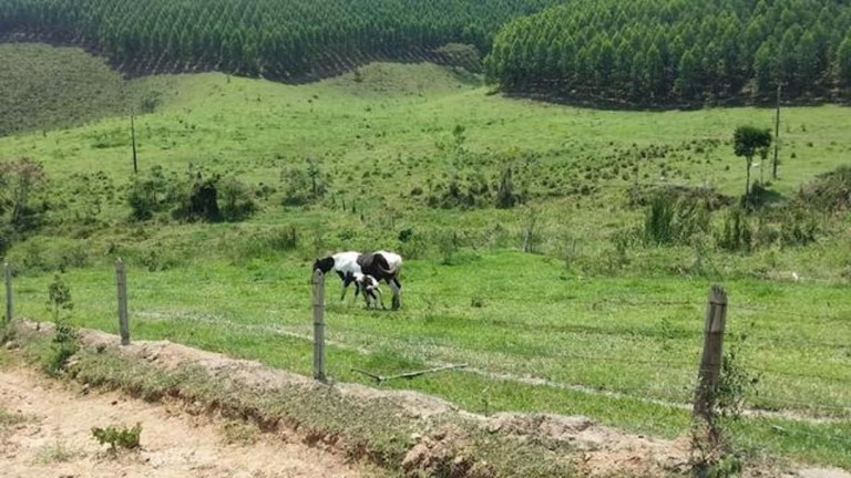 Imagem Fazenda à Venda, 500 m² em Itapeva - Paraibuna Imagem Fazenda à Venda, 500 m² em Itapeva - Paraibuna