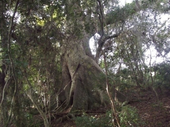Imagem Chácara à Venda, 8 m² em águas Claras - Viamão Imagem Chácara à Venda, 8 m² em águas Claras - Viamão