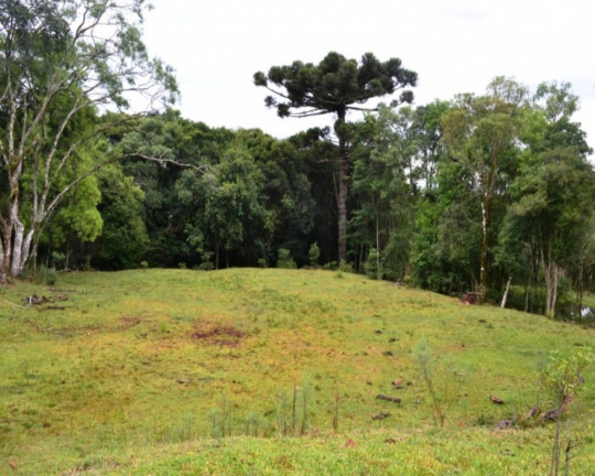 Imagem Imóvel à Venda, em Linha Imperial - Nova Petrópolis Imagem Imóvel à Venda, em Linha Imperial - Nova Petrópolis