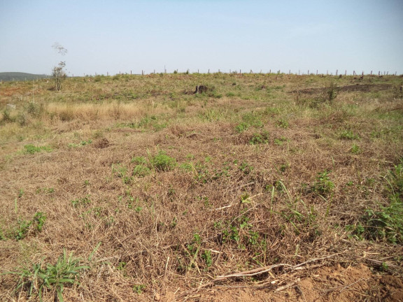 Imagem Chácara com 4 Quartos à Venda, 63.000 m² em Douradinho - Piedade Imagem Chácara com 4 Quartos à Venda, 63.000 m² em Douradinho - Piedade