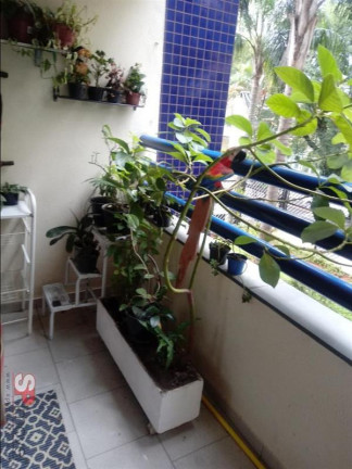 Imagem Apartamento com 3 Quartos à Venda, 85 m² em Vila Ipojuca - São Paulo Imagem Apartamento com 3 Quartos à Venda, 85 m² em Vila Ipojuca - São Paulo