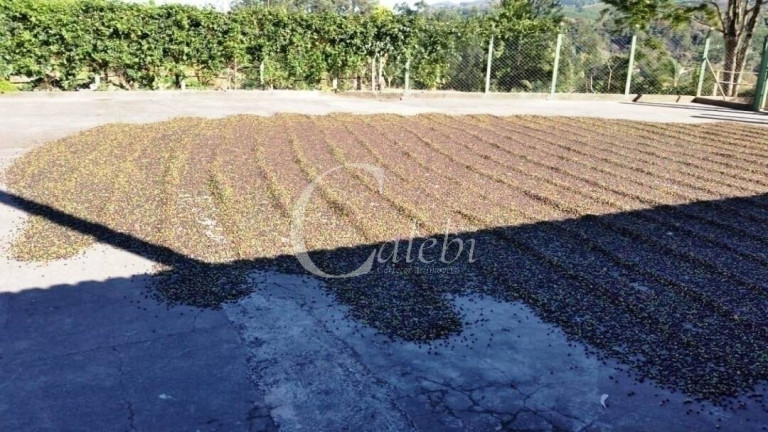 Imagem Chácara à Venda, 5 m² em Albertina Imagem Chácara à Venda, 5 m² em Albertina