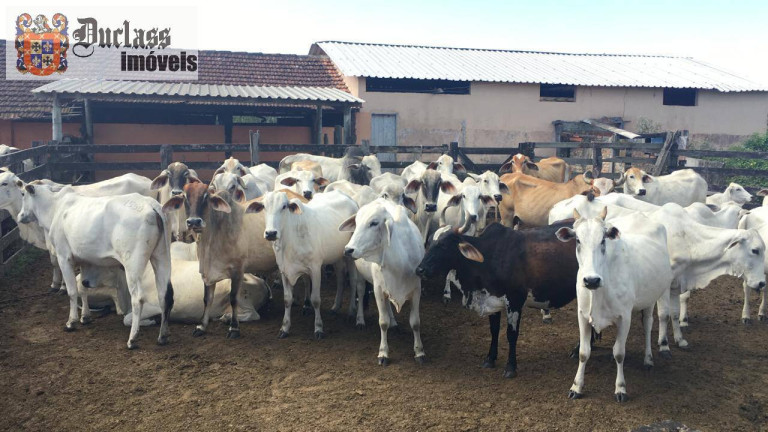 Imagem Fazenda à Venda, 52 m² em São Vicente De Paula - Araruama Imagem Fazenda à Venda, 52 m² em São Vicente De Paula - Araruama