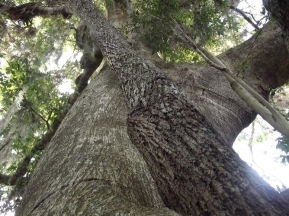 Imagem Chácara à Venda, 8 m² em águas Claras - Viamão Imagem Chácara à Venda, 8 m² em águas Claras - Viamão