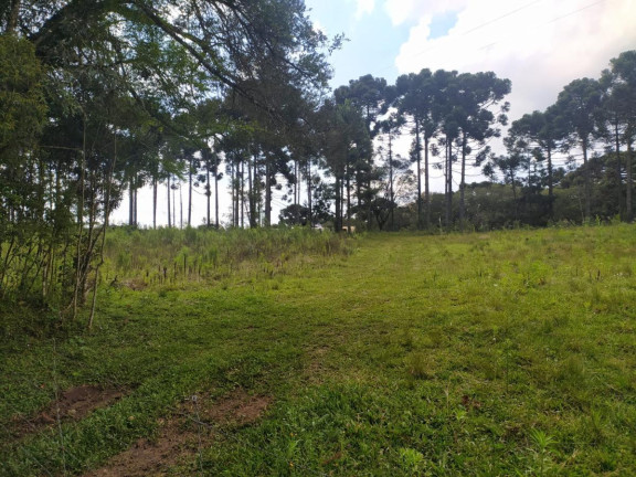 Imagem Terreno à Venda, 5.000 m² em Contenda - São José Dos Pinhais