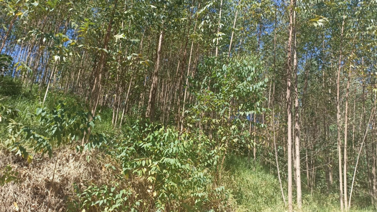 Imagem Chácara com 1 Quarto à Venda, 200 m² em Mirandão - Paraibuna