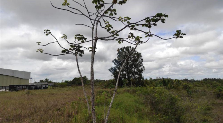 Imagem Terreno à Venda, 17.000 m² em Centro - Camaçari Imagem Terreno à Venda, 17.000 m² em Centro - Camaçari