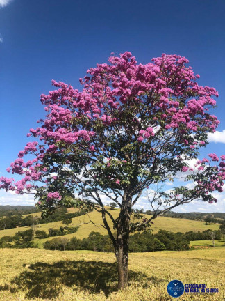 Imagem Fazenda à Venda, 125 m² em Zona Rural - Cocalzinho De Goiás Imagem Fazenda à Venda, 125 m² em Zona Rural - Cocalzinho De Goiás
