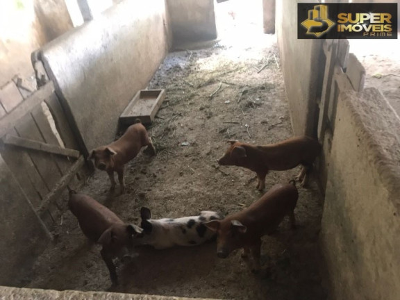 Imagem Imóvel com 7 Quartos à Venda, 120.000 m² em Monte Bonito - Pelotas Imagem Imóvel com 7 Quartos à Venda, 120.000 m² em Monte Bonito - Pelotas