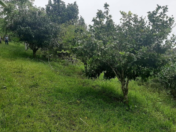 Imagem Chácara com 3 Quartos à Venda, 250 m² em Pouso Alto - Natividade Da Serra Imagem Chácara com 3 Quartos à Venda, 250 m² em Pouso Alto - Natividade Da Serra