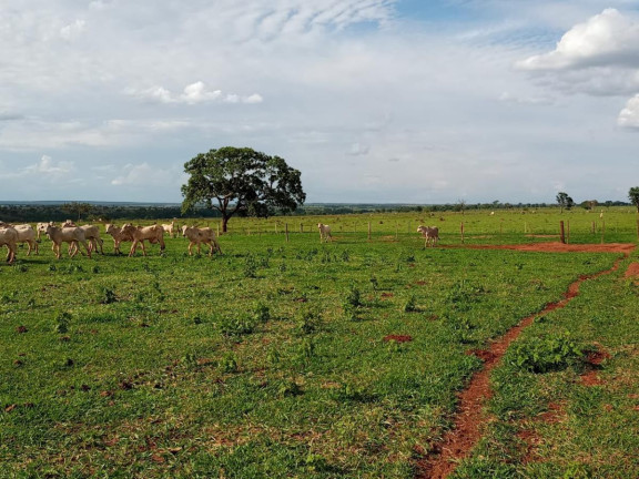 Imagem Fazenda à Venda, 2.027 m² em Rural - Campo Grande