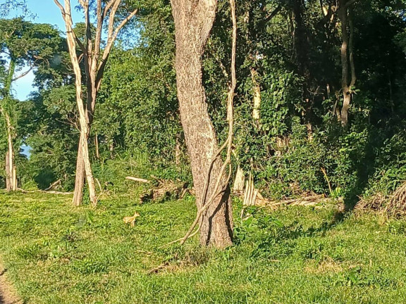 Imagem Chácara à Venda, 35 m² em Arapongas Imagem Chácara à Venda, 35 m² em Arapongas