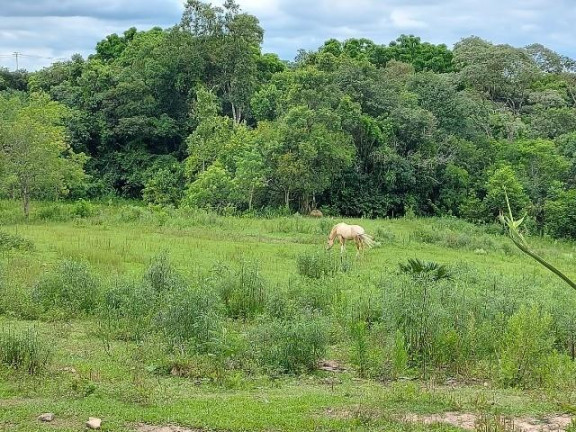Imagem Imóvel com 4 Quartos à Venda, 300 m² em Dom Pedro - Campo Magro Imagem Imóvel com 4 Quartos à Venda, 300 m² em Dom Pedro - Campo Magro