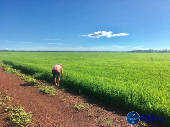 Imagem Fazenda à Venda, 1 m² em Zona Rural - Lagoa Da Confusão Imagem Fazenda à Venda, 1 m² em Zona Rural - Lagoa Da Confusão