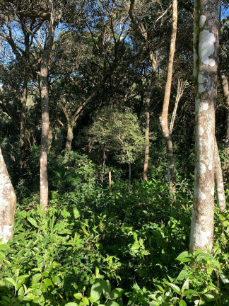 Imagem Terreno à Venda, 600 m² em Ambrósio - Garopaba