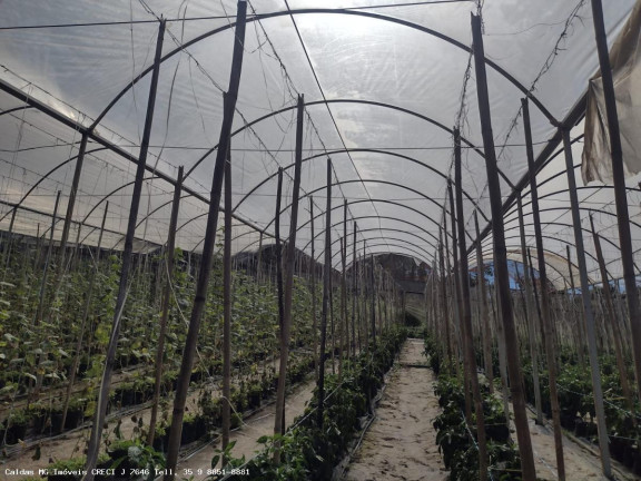 Imagem Chácara com 8 Quartos à Venda, 21.000 m² em Zona Rural - Caldas Imagem Chácara com 8 Quartos à Venda, 21.000 m² em Zona Rural - Caldas