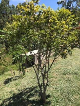 Imagem Fazenda à Venda, 120 m² em Campos De Cunha  - Cunha