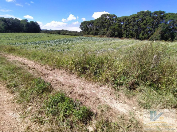Terreno à Venda, 43.000 m² em Campo Largo Da Roseira - São José Dos Pinhais