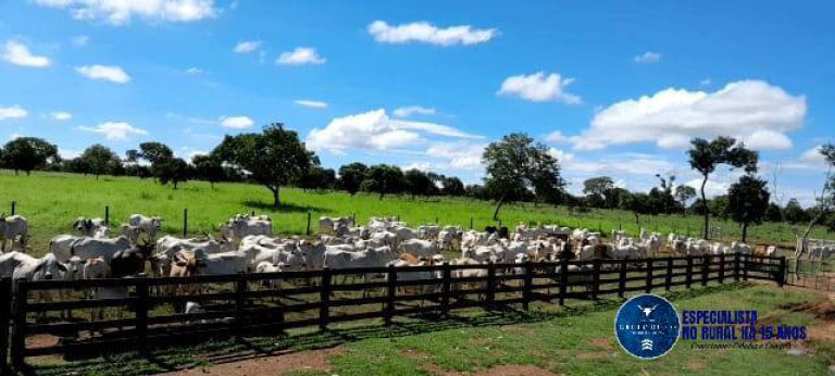 Imagem Fazenda à Venda, 294 m² em Zona Rural - Arraias Imagem Fazenda à Venda, 294 m² em Zona Rural - Arraias