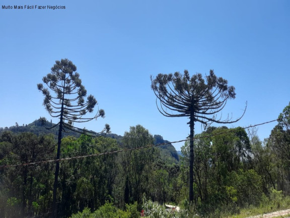 Imagem Terreno à Venda, 444 m² em Linha Imperial - Nova Petrópolis Imagem Terreno à Venda, 444 m² em Linha Imperial - Nova Petrópolis